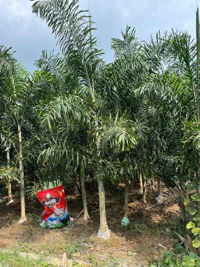 Foxtail Palm Available
 #LandscapeGarden  #Landscape  #NURSERYPLANNER  #plantslover  #plants
