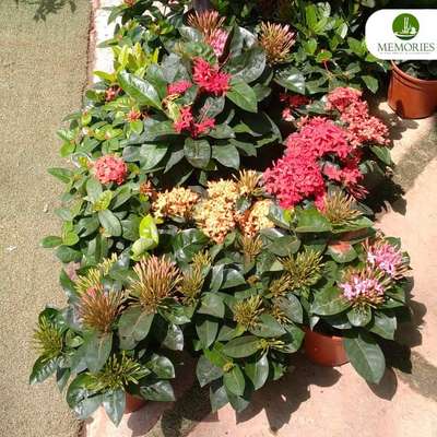 "Nature's Masterpieces: Choose from our Stunning Plant Collection at Memory Stone!"
-
-
-
-
-
-
-
-
Location :📍MemoryStones
Kadappakada,kollam | 
Thiruvalla
email: memorystones1@gmail.com
📞Call us : +91 9447588481
-
-
-
-
-
-
-
-
-
-
-
#NatureLovers #IndoorPlants #PlantCollection #Greenery #NatureInspired #PlantAddict #BotanicalBeauty #PlantDecor #PlantObsession #IndoorGarden #UrbanJungle #PlantsMakePeopleHappy #NatureInYourHome #PlantGoals #PlantParenthood #GreenThumb #NaturalBeauty #PlantLife #PlantPower #HousePlants #PlantDecorating #InteriorGreens #NatureVibes #PlantCare #HomeGarden #PlantLover #PlantsOfInstagram #HealthyHome #Nature'sMasterpieces #MemoryStonePlants