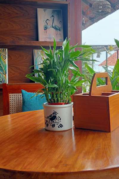 #lucky bamboo  #ceramic pot