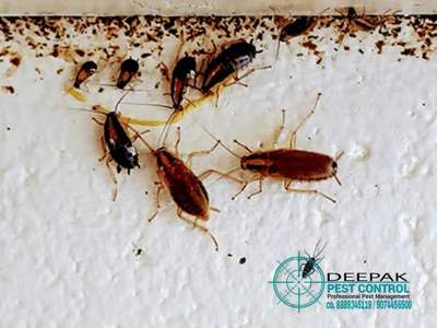 # cockroach treatment herbal 🪳treatment + gel treatment + general 🪳spry treatment  #pestcontrol 🪳