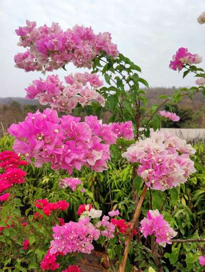 #bougainville #splash #GardeningIdeas #trivantrum #Kollam #Kottayam #Pathanamthitta #pathanapuram #jatayu