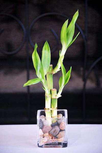 Table top gardening