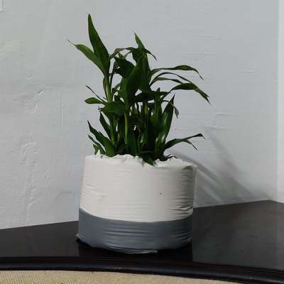 indoor plant pot 002
 #Indoor #HomeDecor #IndoorPlants #