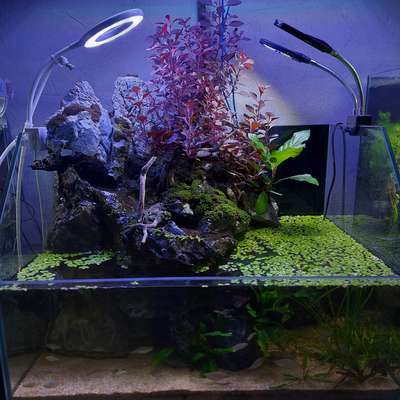 mini paludarium  #aquarium  #paludarium  #fishtank  #fish  #unique  #uniquedesigns  #wall_aquarium  #InteriorDesigner  #waterbody  #aqua