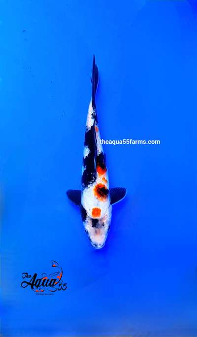 Beautiful Kois for your ponds available with us. For kois / professional consultants in koi ponds or water gardens kindly contact us.
 #koipond #koifish #fishpond #koipondsetting
