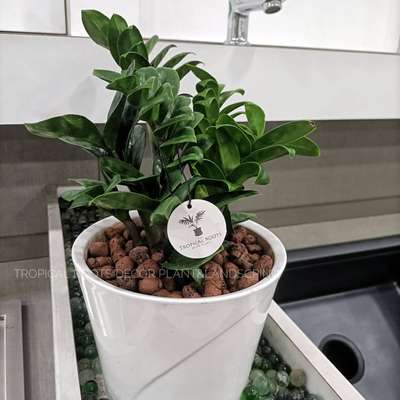 indoor plants #imported pots and plants#zamia dwarf #tropical roots decor plants& landscaping
