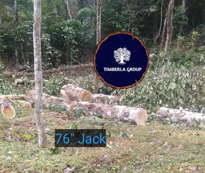 Jack Tree 76"