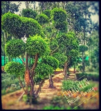 #bonsai #tapotiplant #plants #OrnamentalGrassgarden #beautifulhomes #gardendesigning