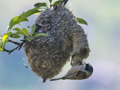 white crowned Penduline Tit बना architect 🫡😍
सलूट है🫡
#whitecrownedPendulineTit #white #crowned #Penduline #Tit
#bird #architech