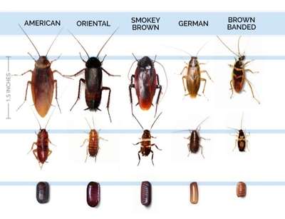 all type of cockroach control 🪳🪳treatment  #pestcontrol