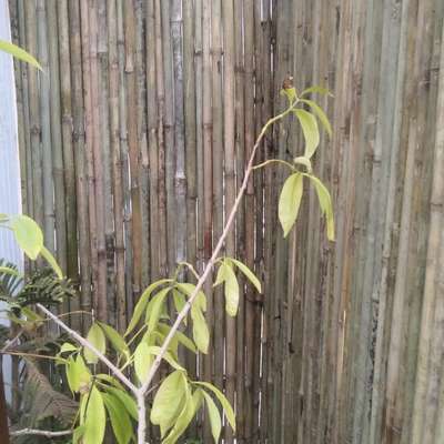 Bamboo partition dealer 50 per square feet