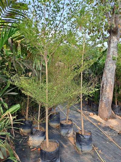 Terminalia green available at Quilon Nursery(kollam)
Contact 9778677277
wholesale and retail 

 #LandscapeIdeas #plants #plantsofinstagram #terminalia #GardeningIdeas