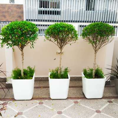 anyone need plant and pots for interior or exterior decor, small plant Big size plant, small pot also big pots available in branded quality, ( please contact us )9873474044