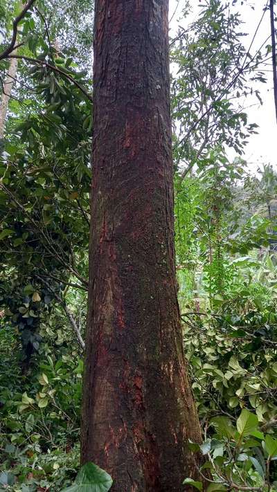 നല്ല പഴക്കമുള്ള ആഞ്ഞിലി ആവശ്യക്കാർ ബന്ധപ്പെടുക Tvm
88.48292113
95.26902118