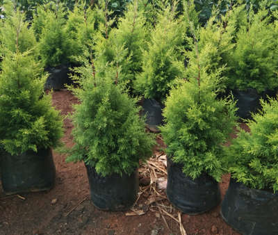 Golden Cypress All sizes available with poly Bag and 14" pots