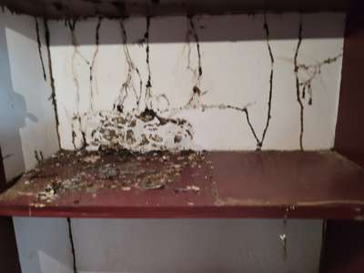 # termite # attack # cupboard # Home # Renovation