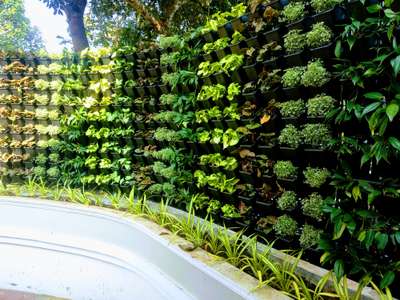 vertical gdn with tissue culture plants