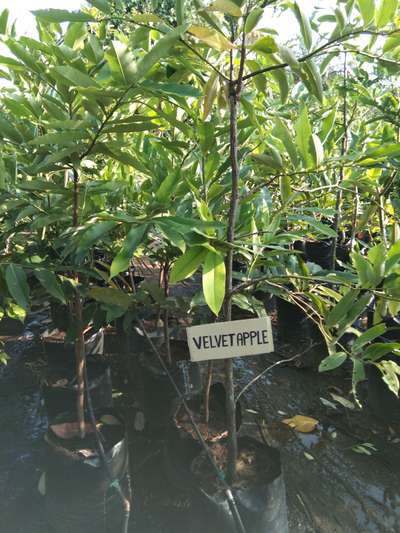 Velvet Apple Plant Available big size @AG