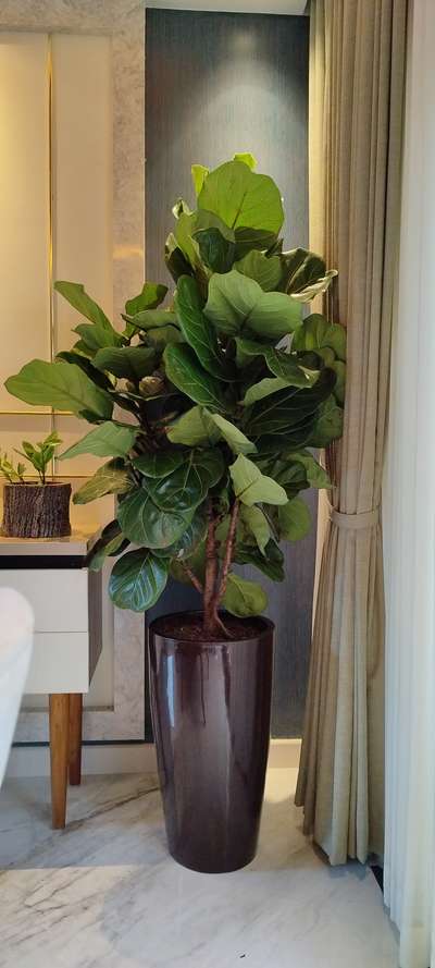 #IndoorPlants #indoorplanters #indoorgardening #fiddleleaffig