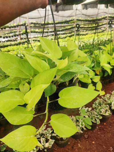 Money plant Golden hanging  bulk Quantity Available