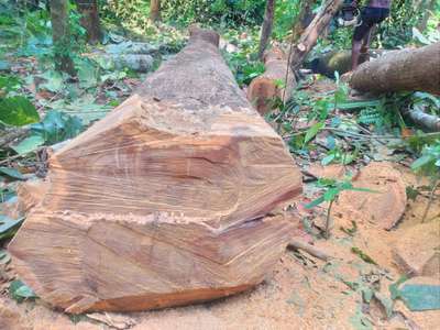 നല്ല ക്വാളിറ്റിയുള്ള പഴക്കമുള്ള തേക്ക് ആവശ്യക്കാർ വിളിക്കുക
8848292113