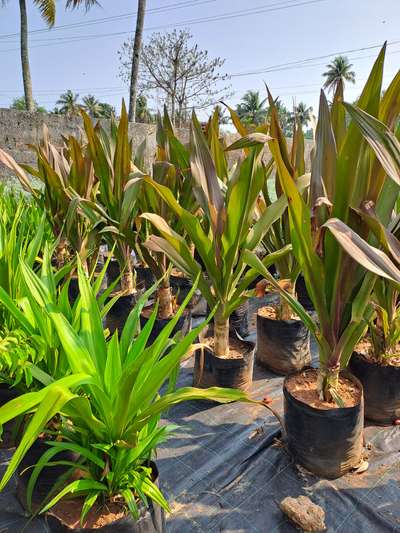Crinium Lilly Green and Rubra available at Quilon Nursery(kollam)
Contact 9778677277
#Kollam #criniumlilly #rubra #green #plants #LandscapeIdeas #GardeningIdeas