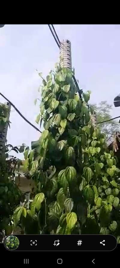 Concrete Pepper pillar