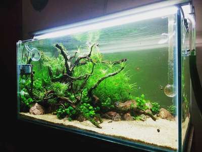 #aquarium #aquafresh #InteriorDesigner #Architect #IndoorPlants #aquascaping #Photoframe #photoframes