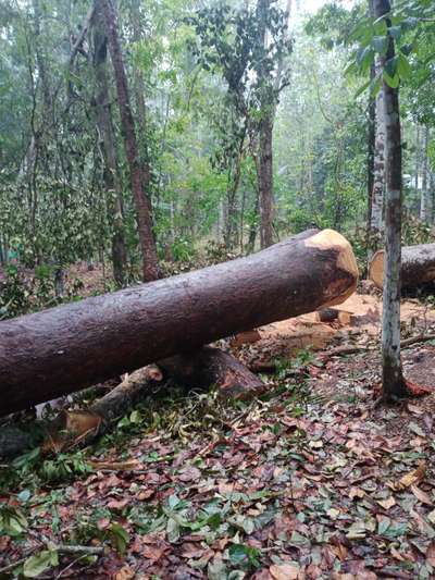 Big സൈസ് ആഞ്ഞിലി പ്ലാവ്
 നല്ല പഴക്കവും ഉറപ്പും  ഉള്ള വീട് നിർമ്മാണത്തിന് ഉത്തമമായ  നല്ല ക്വാളിറ്റിയുള്ള ആഞ്ഞിലിയും പ്ലാവും
 ആവശ്യക്കാർ വിളിക്കുക
 മൊത്തമായും ചില്ലറയായും കൊടുക്കപ്പെടും
TVM
88482.92113

95269.07118