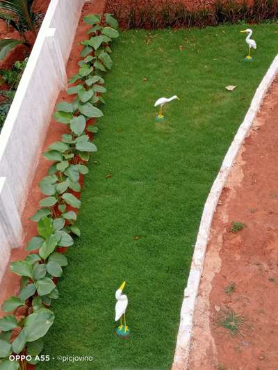 mexican and lutiya#NaturalGrass  # #OrnamentalGrassgarden