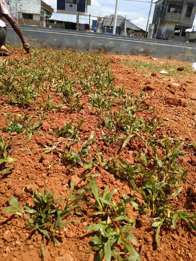 #calicut beach lawn