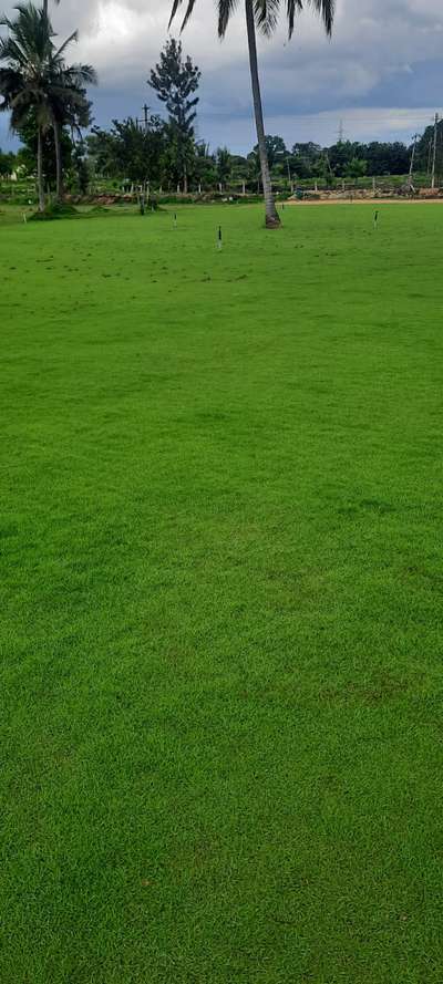 Natural lawn grass supplies @ Mulamoottil Nursery Gardens, Nilamel Trivandrum Kollam Pathanamthitta WatsApp 9605630061