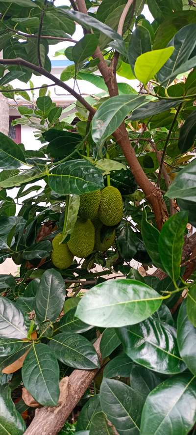 healthy  #fruits plant available