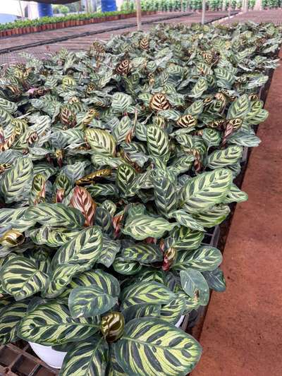 calathea peacock available @AG