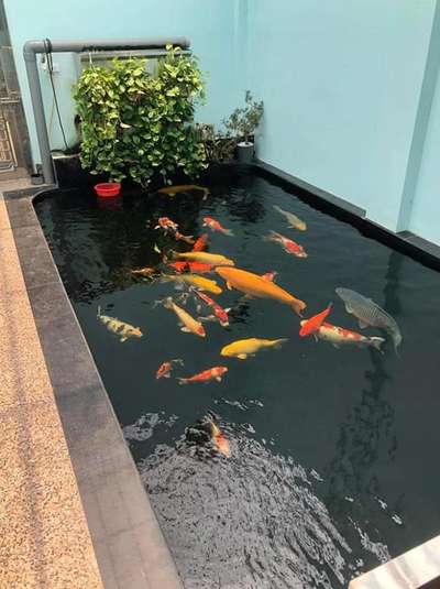 Koipond 
#water #fish #koifish #pond #pool #waterfeature #palakkad #Malappuram #HomeDecor #homesweethome #Architectural&Interior #exteriordesigns 

Contact: 7025096999