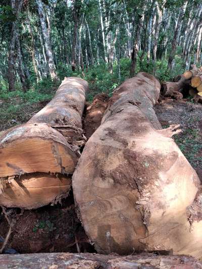 Big സൈസ് ആഞ്ഞിലി പ്ലാവ്
നല്ല പഴക്കവും ഉറപ്പും  ഉള്ള വീട് നിർമ്മാണത്തിന് ഉത്തമമായ  നല്ല ക്വാളിറ്റിയുള്ള ആഞ്ഞിലിയും പ്ലാവും
ആവശ്യക്കാർ വിളിക്കുക
മൊത്തമായും ചില്ലറയായും കൊടുക്കപ്പെടും
TVM
8848292113