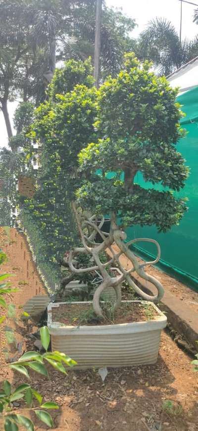 ficus bonzai spiral shape available @AG