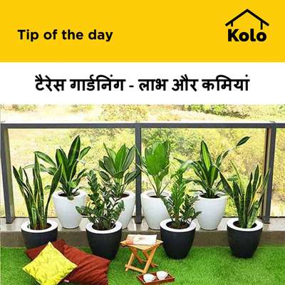 टैरेस गार्डनिंग - लाभ और कमियां
#terracegardening  #roofgarden  #garden  #outdoorplant  #difference  #benefits  #drawbacks  #tips