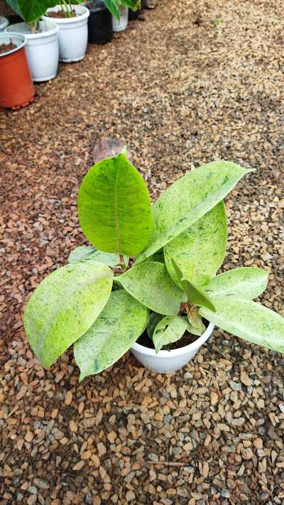 kerala plants  #KeralaStyleHouse #IndoorPlants