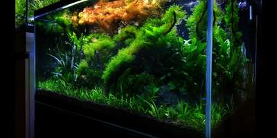 planted aquarium


#Marvelaquasystem #marvelaquarium #plantedaquariummalayalam #GreenAqua #Aquarium #Aquascaping #Aquascape #NatureAquarium #PlantedTankmalayalam #Aquariumplants #Aquaticplants #aquascapingshop #Aquascapeforbeginners #Aquascapinghowto #aquariums #paludarium #nano #homedesign #homedecor #landscape #relaxation #wabikusa #jurjis #georgefarmerchillujalakam #ada #oliverknot #serpaedesigns #mayurdev #aquascaper