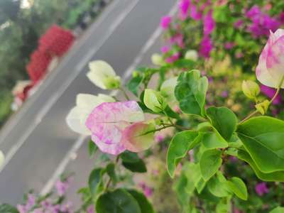 Bougainville plants for outdoor decor  #LandscapeGarden