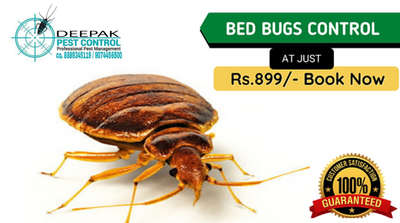 # bedbugs treatment 🐞