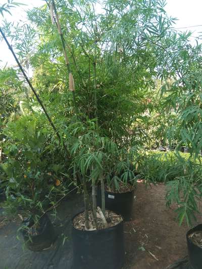 Painting Bamboo 16*16, 21*21 Available @AG
