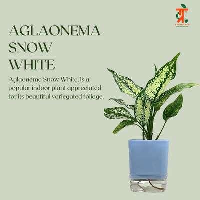 Aglaonema is a popular indoor plant appreciated for it’s beautiful foliage. Get yours today.

#plants #plantsofinstagram #instagram #posts #greenery #agaleonema #viral #growitbro #aesthetic #monsoon #indoorplants #leaves #decorshopping