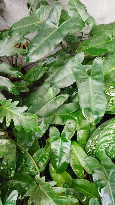 philodendron...