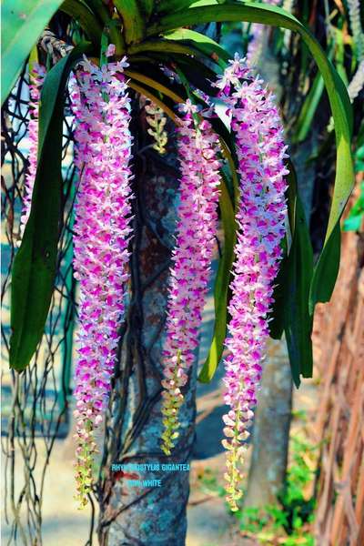 Rhynchostylis gigantea
       mon white 
grow well in warm climates 
flower blooms december to February and June to August 
One spike flower last upto 2 months 
 all kerala delivery available via dtdc or professional courier service 
#foxtail