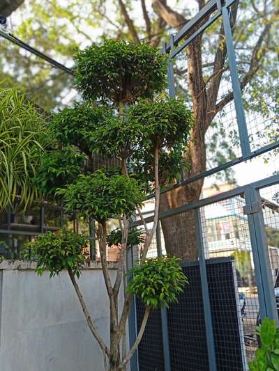 #bonsai  #IndoorPlants  #LandscapeDesign  #landscapinginkerala  #landscapephotography