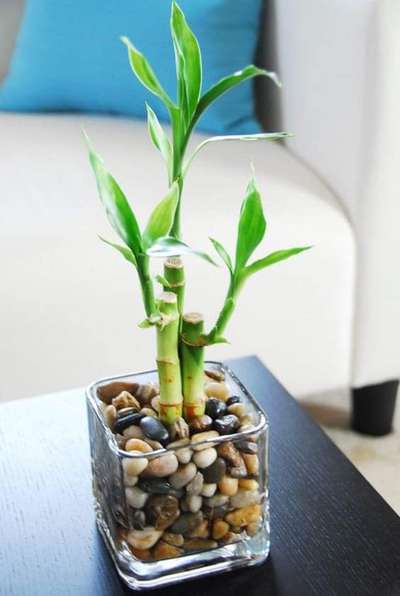 Table top gardening