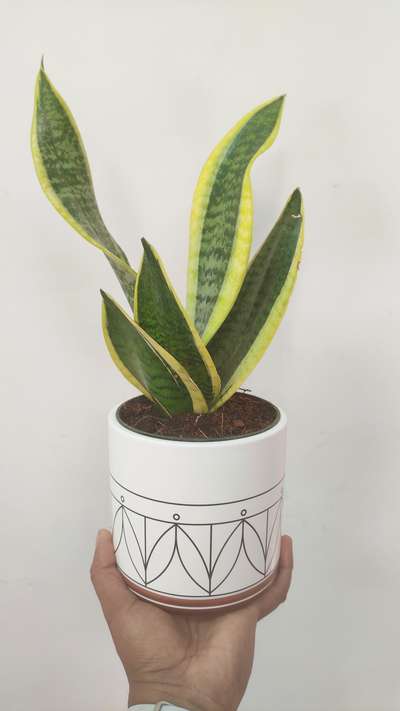 ceramic pot & plant ( shop now)  #https://potpalace.online