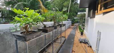 Bonsai pots for home